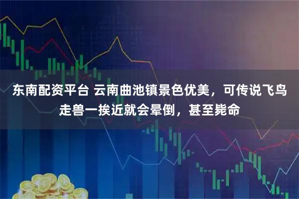 东南配资平台 云南曲池镇景色优美，可传说飞鸟走兽一挨近就会晕倒，甚至毙命